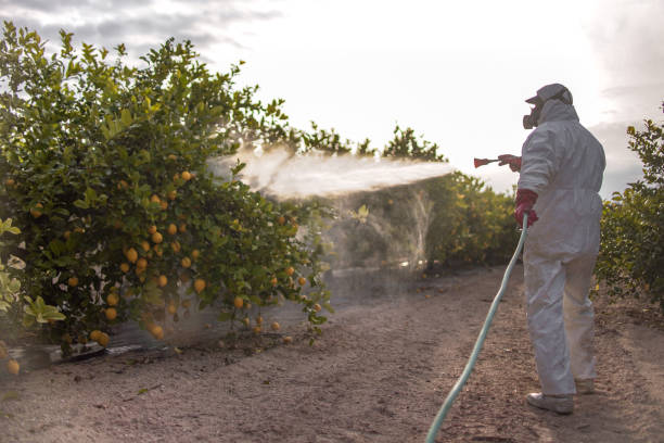 Best Termite Control Services  in Maywood Park, OR